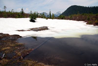 Cascades Frog Habitat