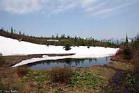 Cascades Frog habitat