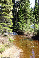 Cascades Frog Habitat