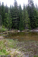 Cascades Frog Habitat