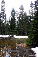 Cascades Frog Habitat