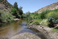 American Bullfrog Habitat