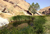 American Bullfrog Habitat