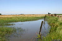 American Bullfrog Habitat