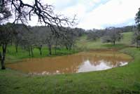 California Red-legged Frog Habitat