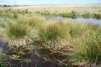 California Red-legged Frog Habitat