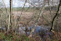 California Red-legged Frog Habitat