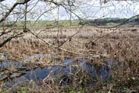 California Red-legged Frog Habitat