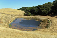 California Red-legged Frog Habitat