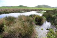 California Red-legged Frog Habitat