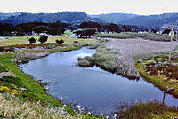 California Red-legged Frog Habitat