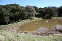 california toad habitat