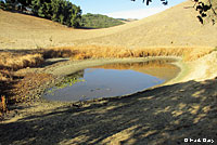 California Red-legged Frog Habitat