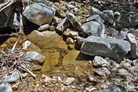 Southern Mountain Yellow-legged Frog Habitat