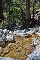 Southern Mountain Yellow-legged Frog Habitat