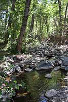 Southern Mountain Yellow-legged Frog Habitat