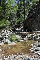 Two-striped Gartersnake Habitat