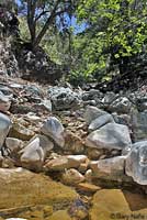 Southern Mountain Yellow-legged Frog Habitat