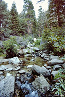 San Bernardino Mountain Kingsnake Habitat