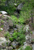 Southern Mountain Yellow-legged Frog Habitat