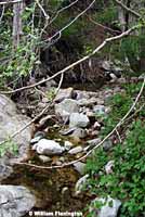 Southern Mountain Yellow-legged Frog Habitat