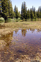 Sierra Nevada Yellow-legged Frog Habitat