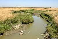 Northern Leopard Frog Habitat