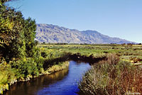 Northern Leopard Frog Habitat