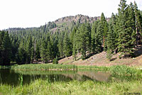 Oregon Spotted Frog Habitat