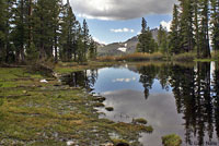 Sierra Nevada Yellow-legged Frog Habitat