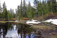 Sierra Nevada Yellow-legged Frog Habitat