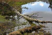 Sierra Nevada Yellow-legged Frog Habitat