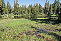 Mountain Gartersnake Habitat