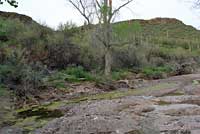 Lowland Leopard Frog Habitat