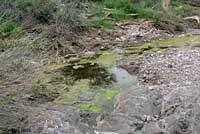 Lowland Leopard Frog Habitat