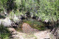 Lowland Leopard Frog habitat