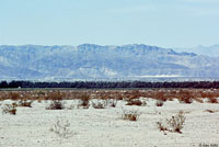 Lowland Leopard Frog Habitat