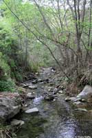 California Treefrog Habitat