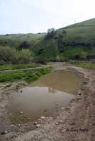 Western Spadefoot Habitat