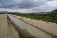 Western Spadefoot Habitat