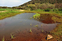 Western Spadefoot Habitat