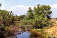 American Bullfrog Habitat