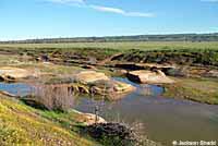 Western Spadefoot Habitat