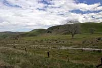 Western Spadefoot Habitat