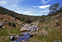 California Treefrog Habitat