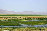 Northern Leopard Frog Habitat