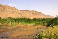 Northern Leopard Frog Habitat