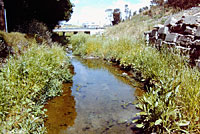 African Clawed Frog Habitat