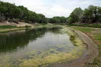 African Clawed Frog Habitat