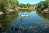 African Clawed Frog Habitat